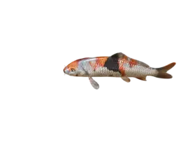 Koi